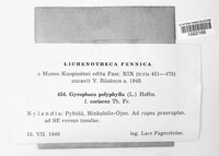 Gyrophora polyphylla image